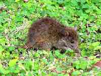 aroyraios-Rattus rattus.jpg